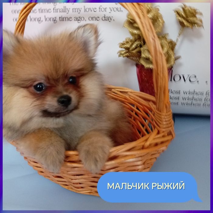 Хотите пушистый комочек счастья? Тогда звоните! Померанские шпицы