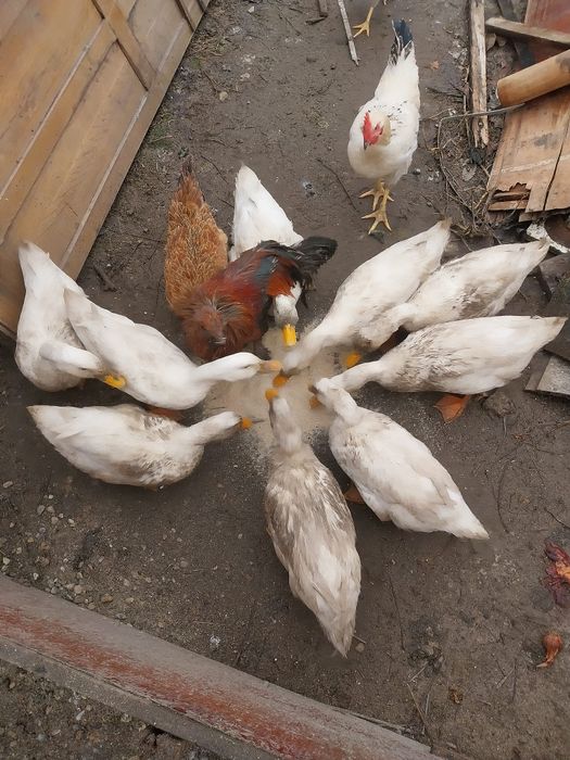 Vând Rațe românești