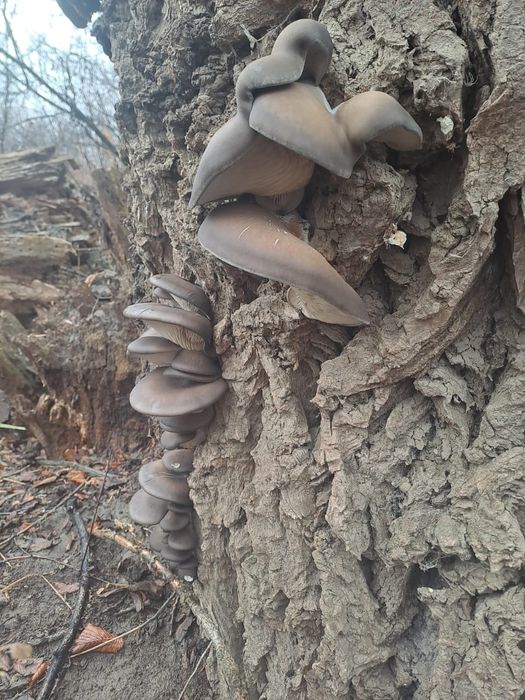 Продам грибы вешанки