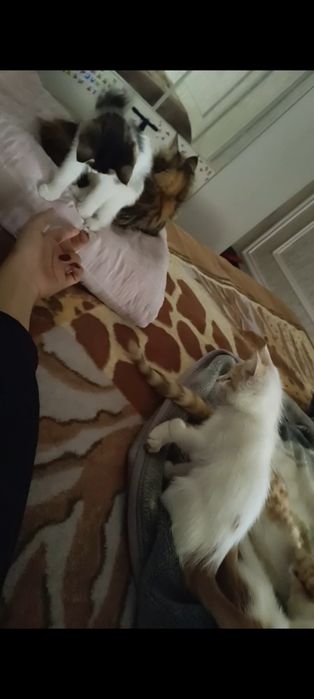 Раздам котят срочно