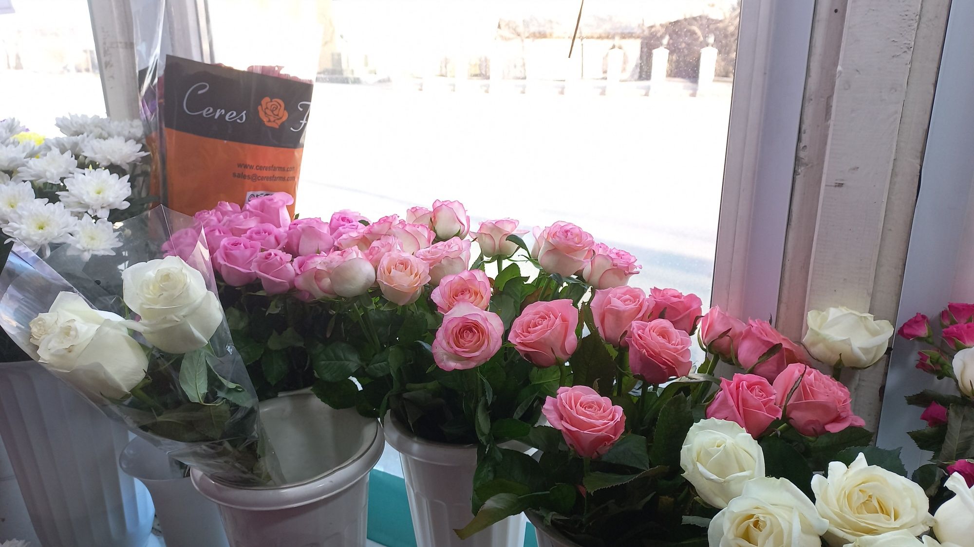Бесплатная доставка цветов по городу  Семей  розы от 500тг