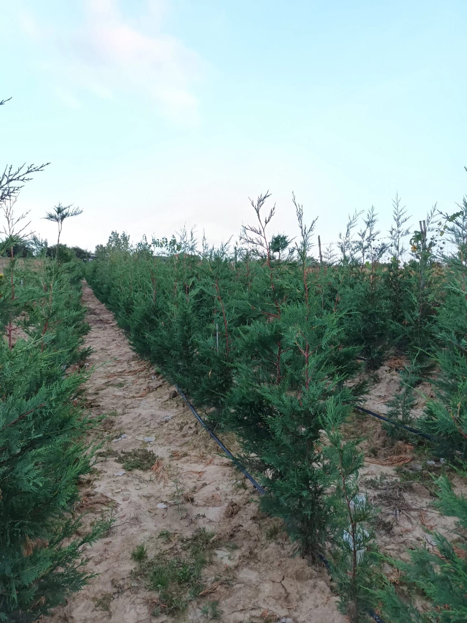 Chiparos Leylandii , Producator