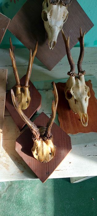 Сръндак     рога