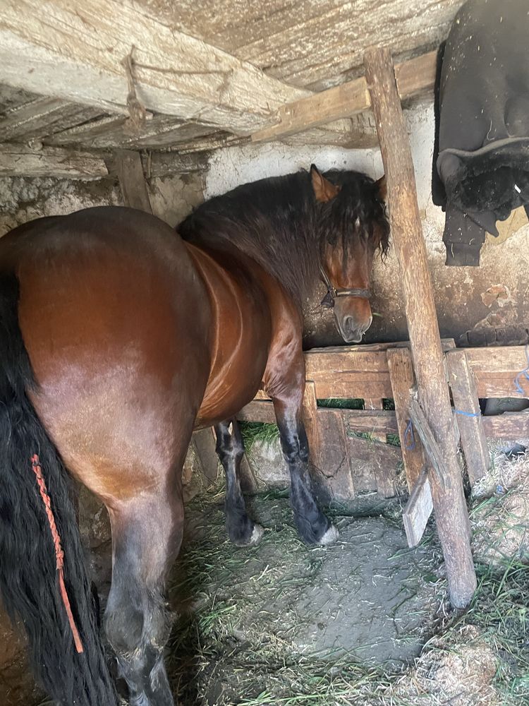 Armăsar de 2 ani merge la căruță este foarte cuminte