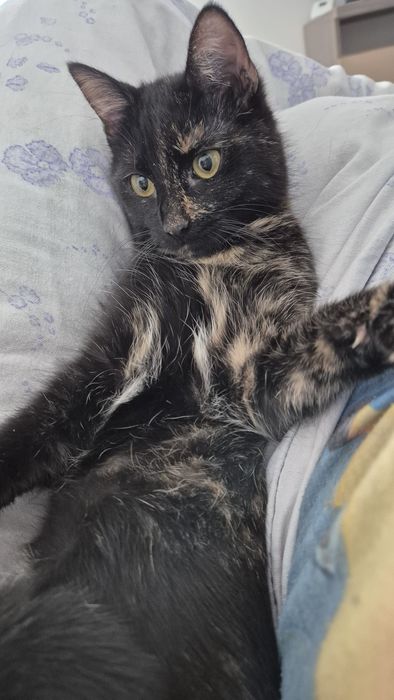 Mia, pisica pentru adoptie