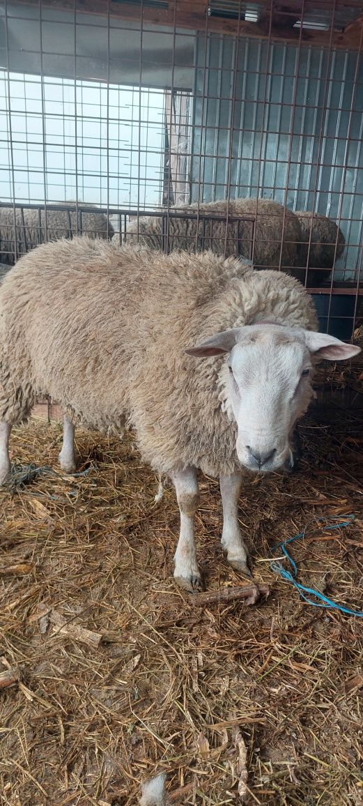 Vand oaie si berbec texel