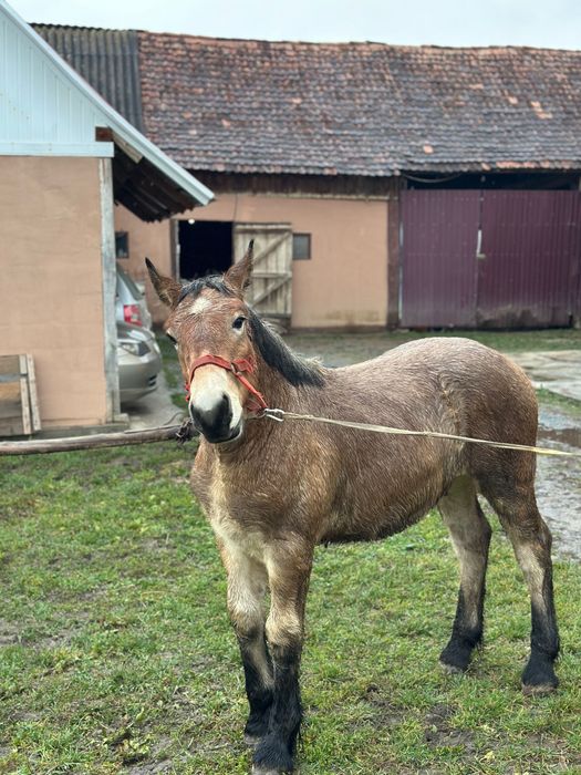 Mânz de vânzare din caii greii