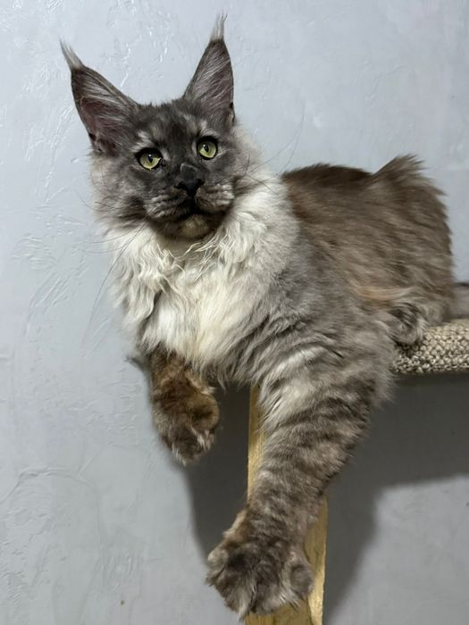 котята мейнкун из питомника