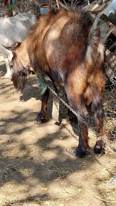 Vand Țap Alpin mare