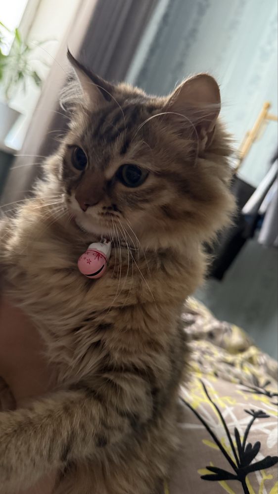 Породистая кошка