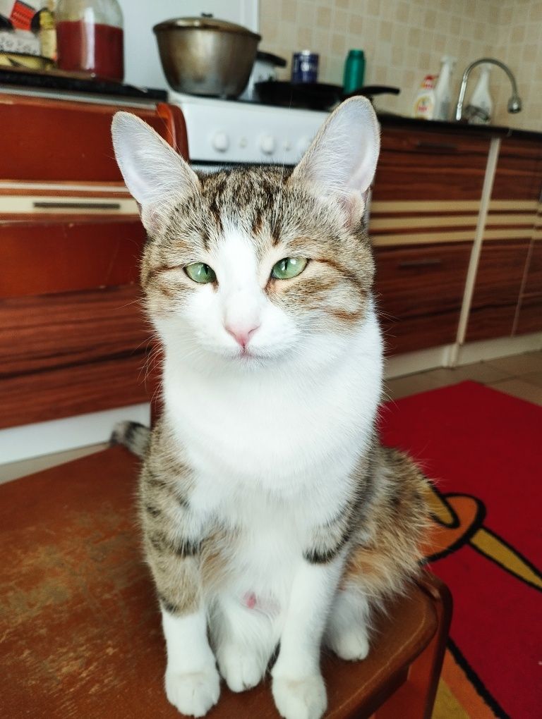 Кошки отдам даром