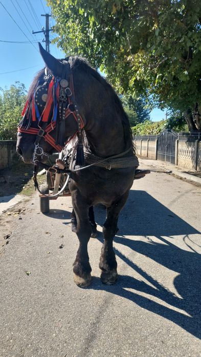 Vând armăsar în vârstă de 12 ani