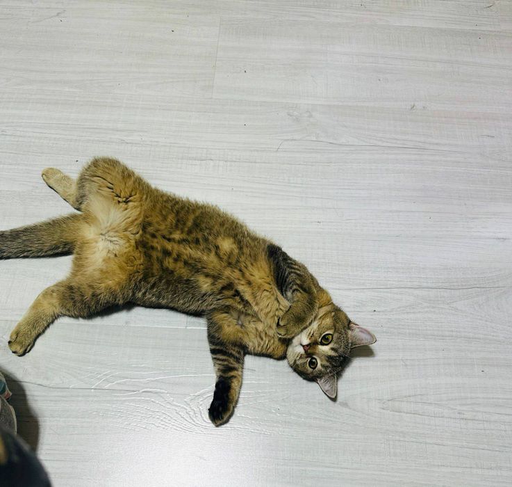 Srochno sotiladi Zolotistiy shinshila tigroviy okras