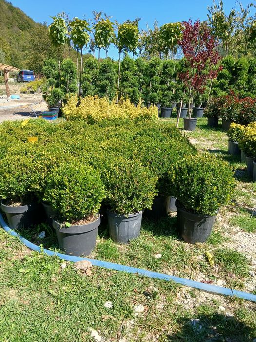 Plante ornamentale