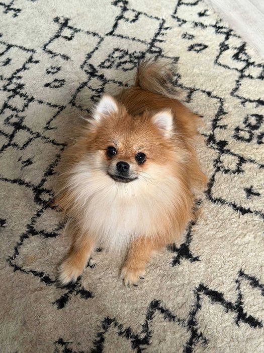 Девочка чистокровного шпица