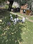 Cocosi Brahma hd Cochinchina urias Plymouth rok barat Marans