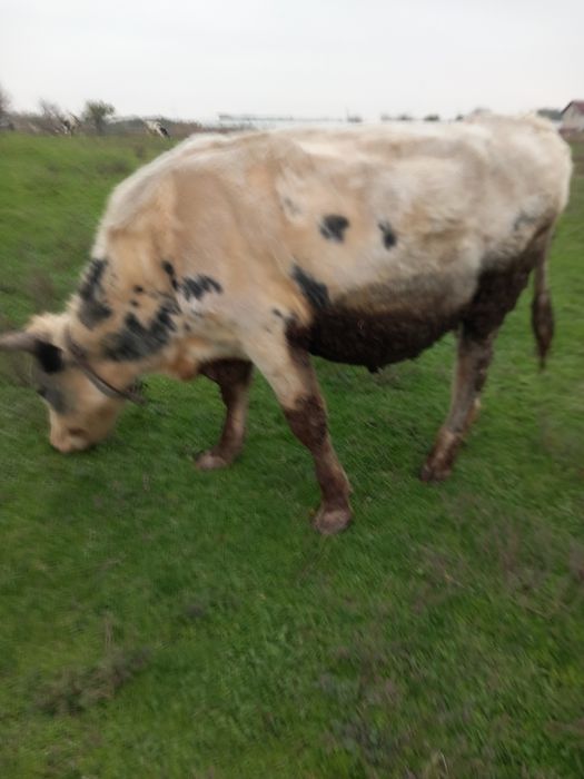 Vind un taur de doi ani su jumatate