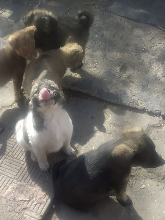 Милые щенки в добрые руки!