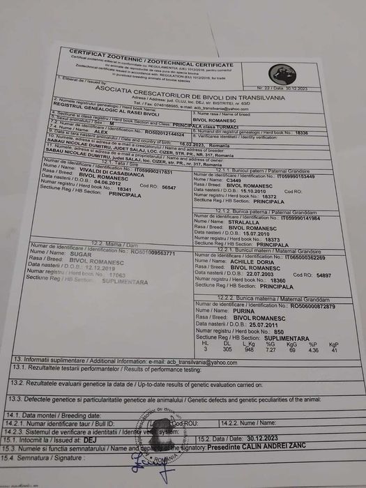 Vand tauri de bivol cu certificat de origine