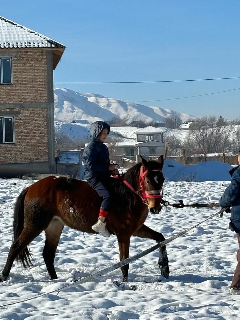 Байталдар сатамын