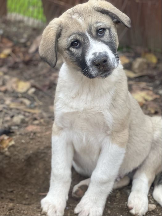 Кученце търси дом, куче