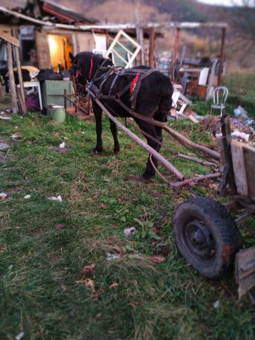 Vand Sau schimb call castrat cuminte si garantat