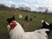 Ouă pentru consum  de la găini crescute libere la fermă