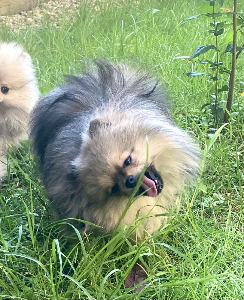 Pomeranian mini toy
