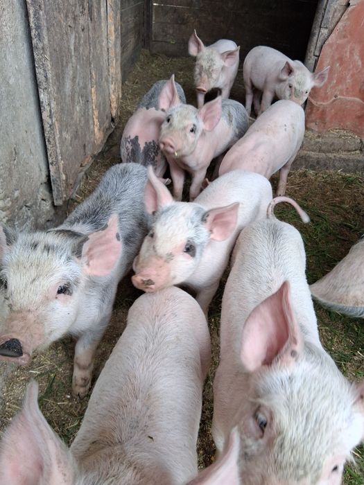 Disponibili legume de congelator