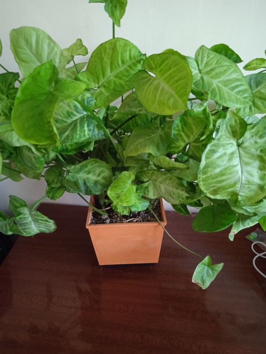 Продам комнатный цветок сингониум