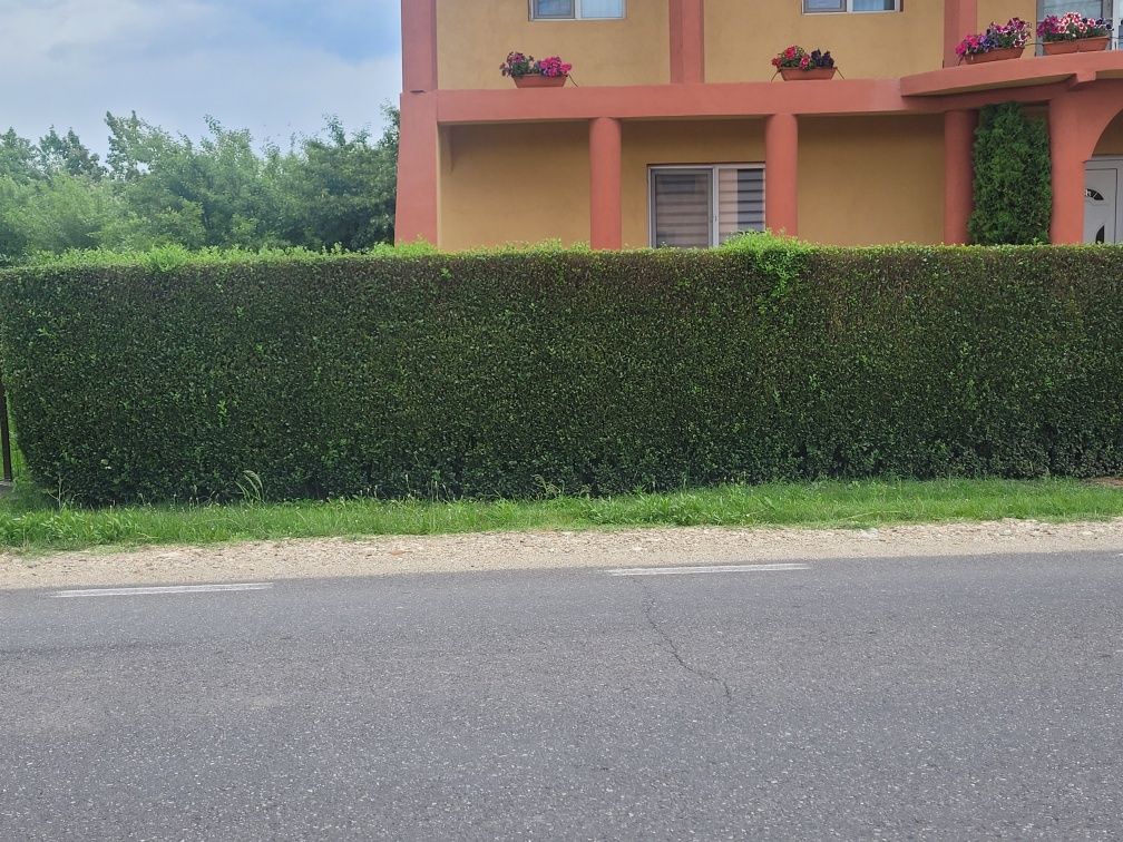 Gard viu Lemn cainesc ( ligustrum vulgare )
