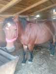 Vând iapă tânără 8 anișori