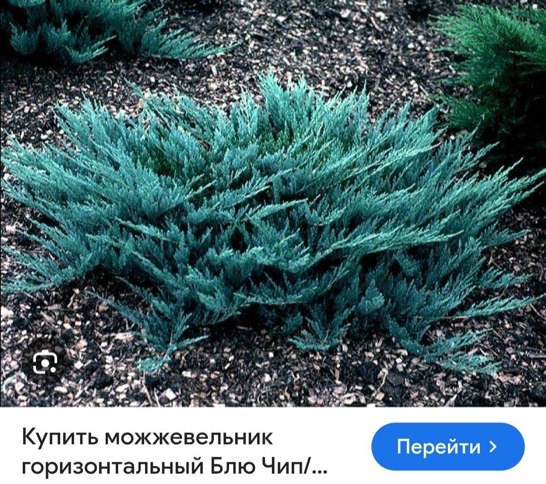 Гортензии  дейции жасмин форзиция  астильба лабазник  лилейник  айва
