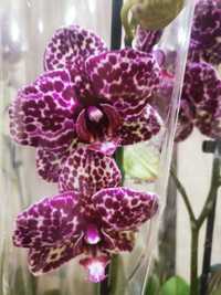 Орхидеи, орхидея, фаленопсис