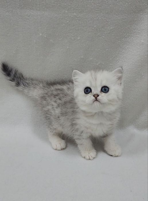 Скотиш страйт девочка серебристая шиншилла табби