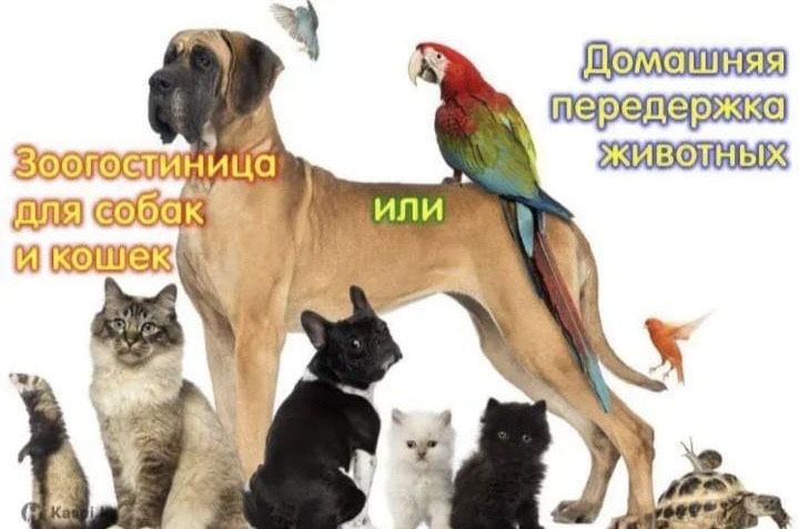 Передержка, зоогостиница для животных