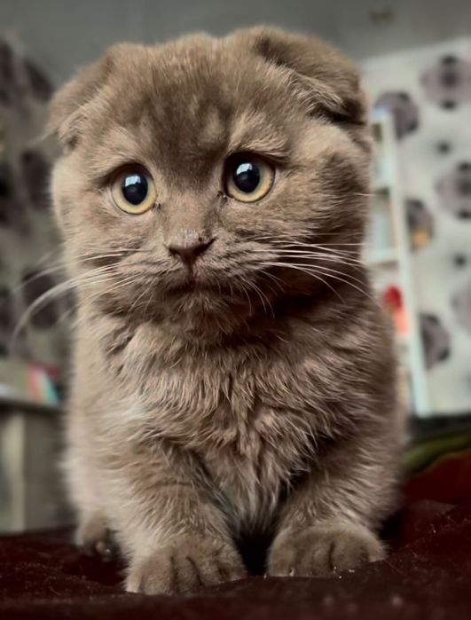 Кошки бесплатно 24/7