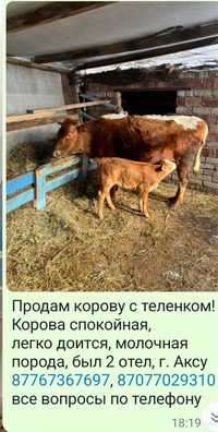 Продам корову с теленком!!!