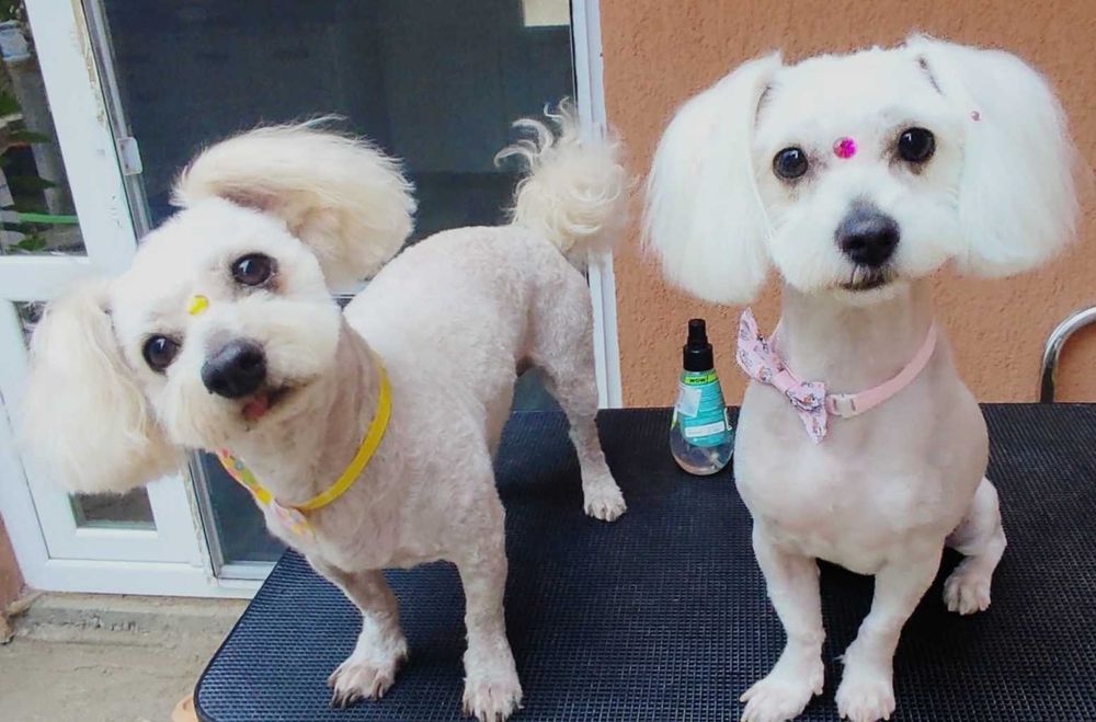 Tund/tuns câini talie mică-medie