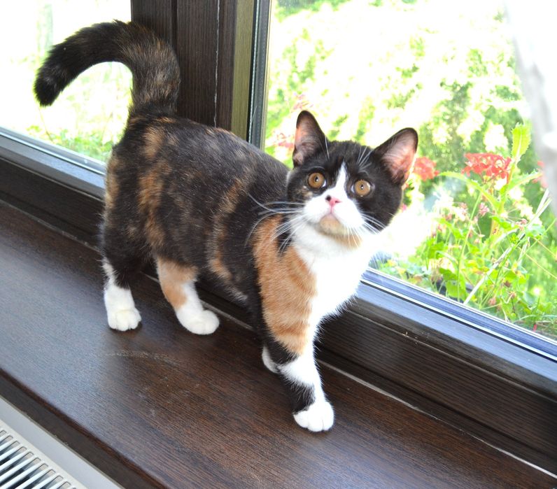 Pisicuta British Shorthair