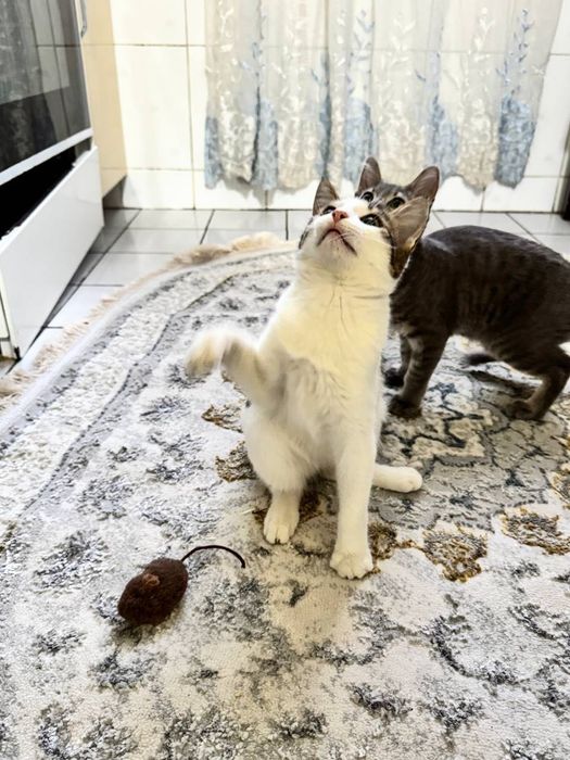 Котёнок бесплатно даром