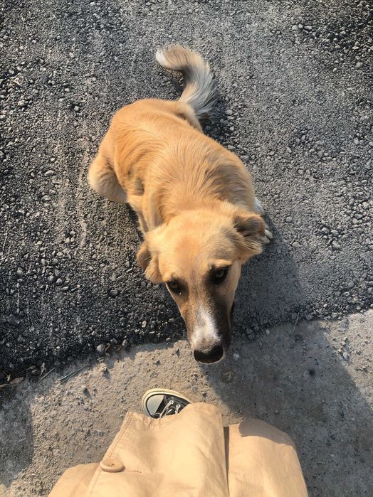 Золотистая собака / ит