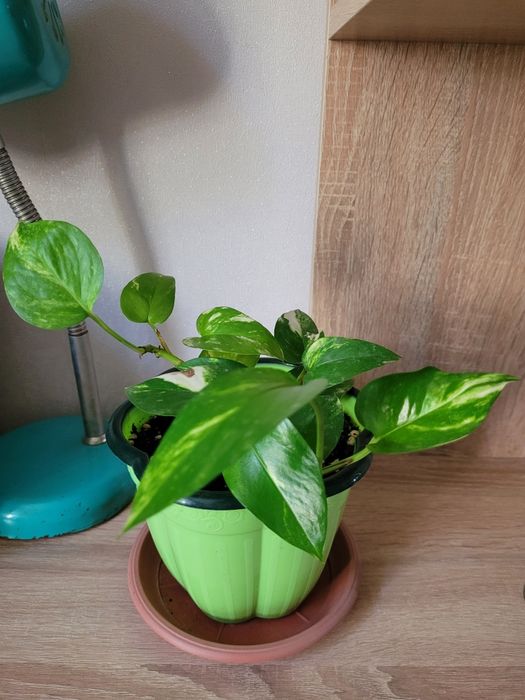 Фикус бенджамин цены разные