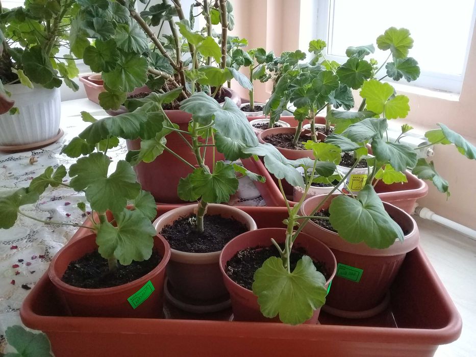 Продам цветы пеларгонию