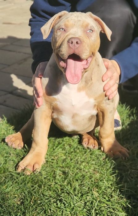 Mascul american bully xl