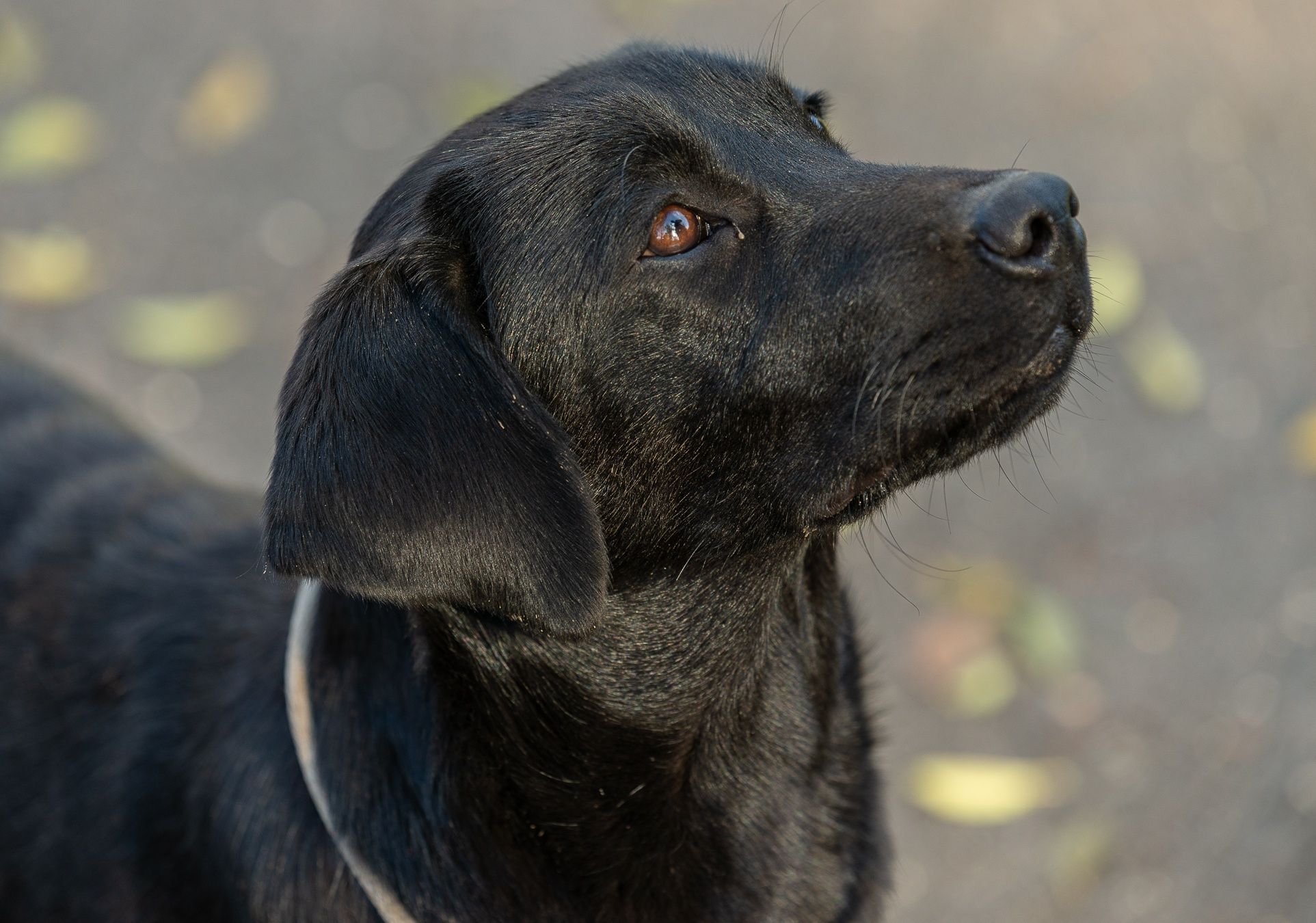 Donez Labrador Retriever