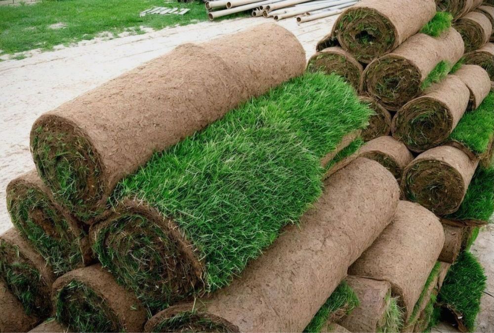 Газон премиум-качества — сорт Джонсон Доставка по Казахстану