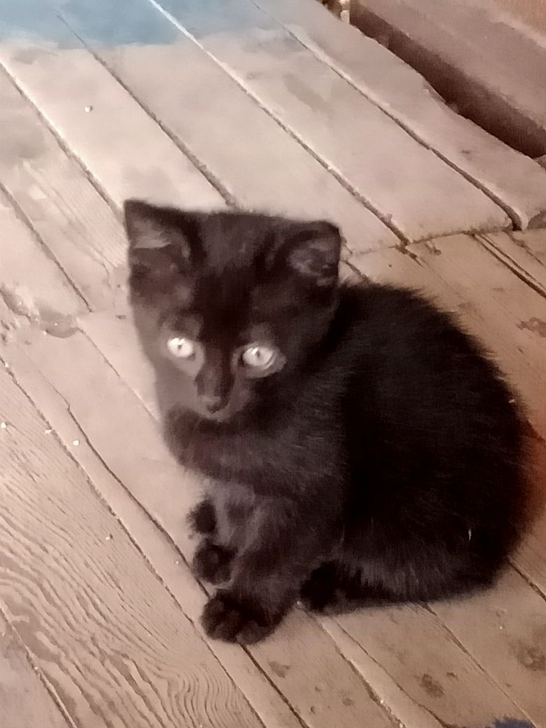 Отдам черную кошечку