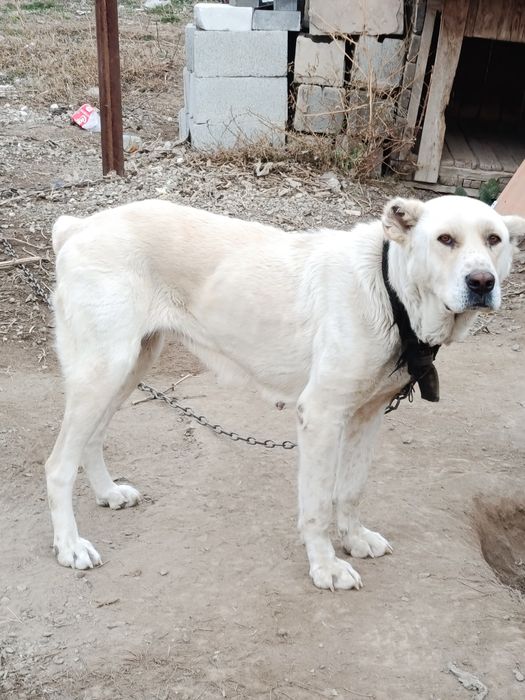 Тибет 2.5года спокойный