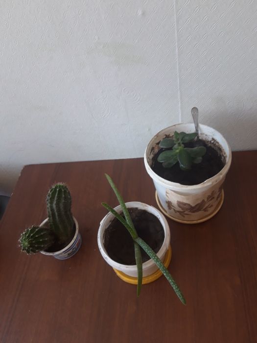Продам цветы и 2 глиняных горшка